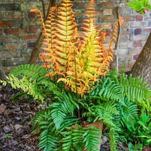 DRYOPTERIS willichiana 'Jurassic Gold' PP32735