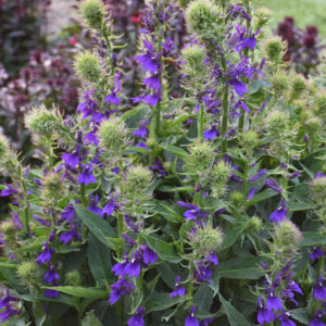 LOBELIA speciosa STARSHIP™ 'Blue'