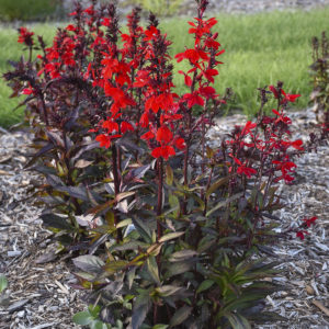 LOBELIA speciosa STARSHIP™ 'Scarlet Bronze Leaf'
