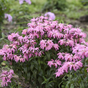 MONARDA 'Electric Neon Coral' PPAF