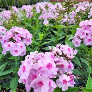 PHLOX paniculata LUMINARY™ Collection 'Opalescence' PP33295