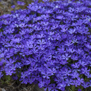 PHLOX x 'Violet Pinwheels' PP25884