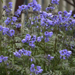 POLEMONIUM 'Heaven Scent' PP20214