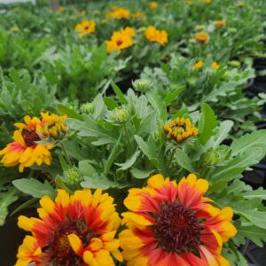 GAILLARDIA SPINTOP™ SERIES 'Red Starburst' PPAF