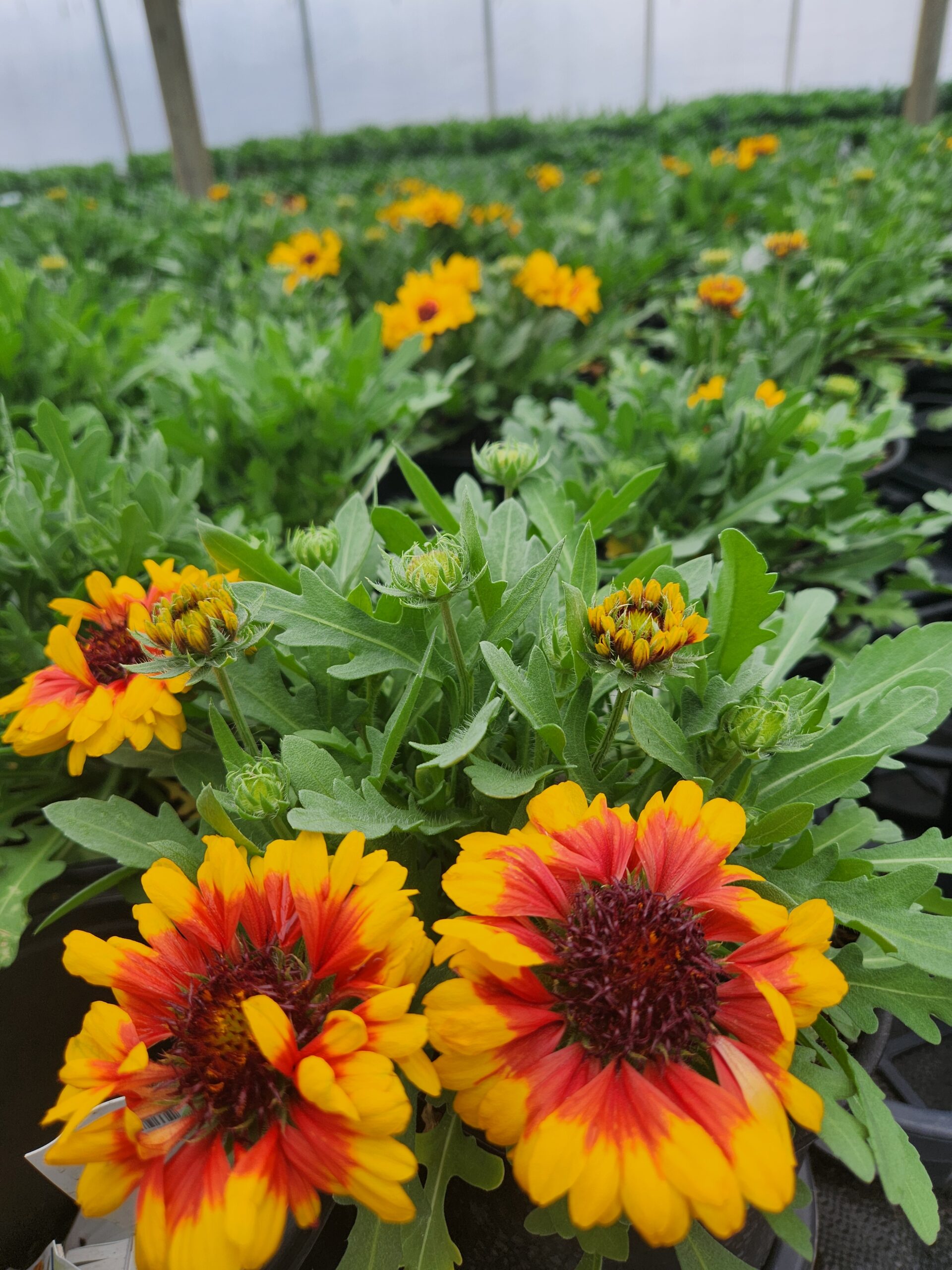 GAILLARDIA SPINTOP™ SERIES 'Red Starburst' PPAF