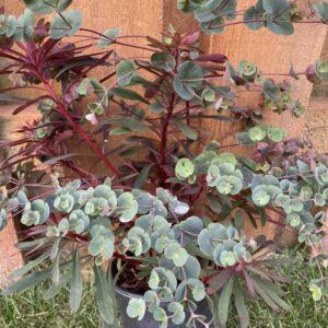 EUPHORBIA 'Miner's Merlot' PP32321