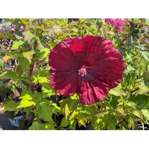 HIBISCUS moscheutos 'Blackberry Merlot' PP33498