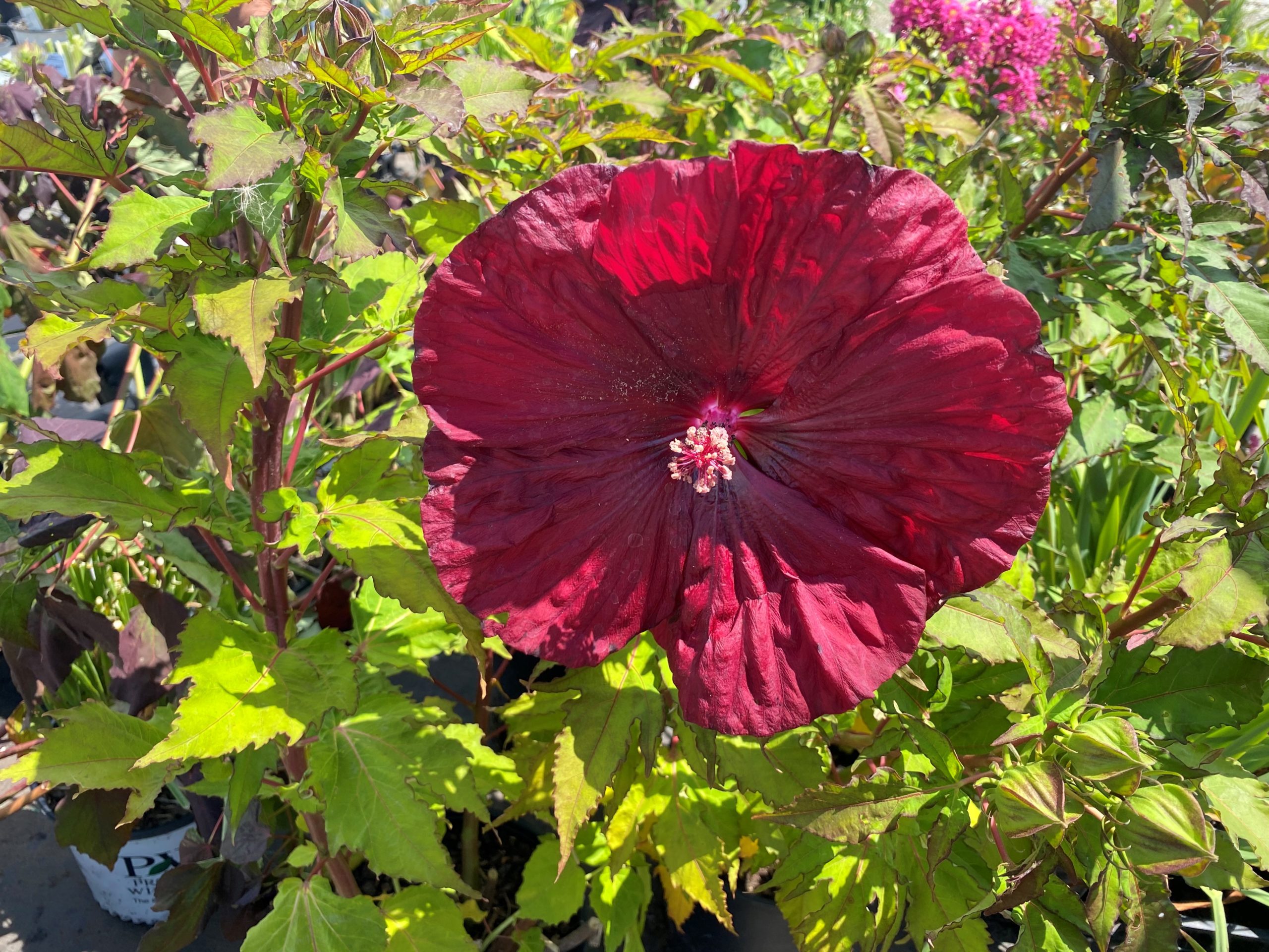 HIBISCUS moscheutos 'Blackberry Merlot' PP33498