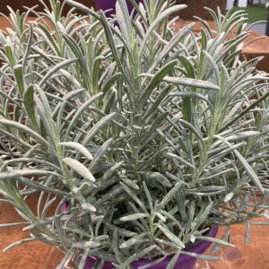 LAVANDULA x intermedia Sensational!® PP31786