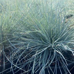 FESTUCA 'Cool as Ice' PP27651