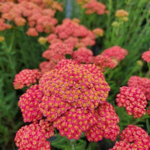 ACHILLEA 'Firefly Peach Sky' PP32404