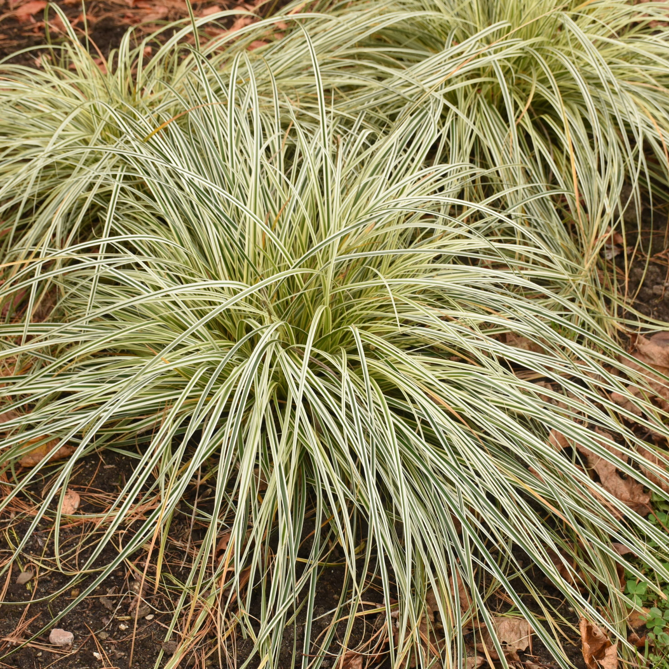 CAREX Feather Falls™ PP26199
