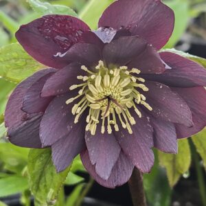 HELLEBORUS WEDDING PARTY&reg; SERIES 'Dashing Groomsmen'