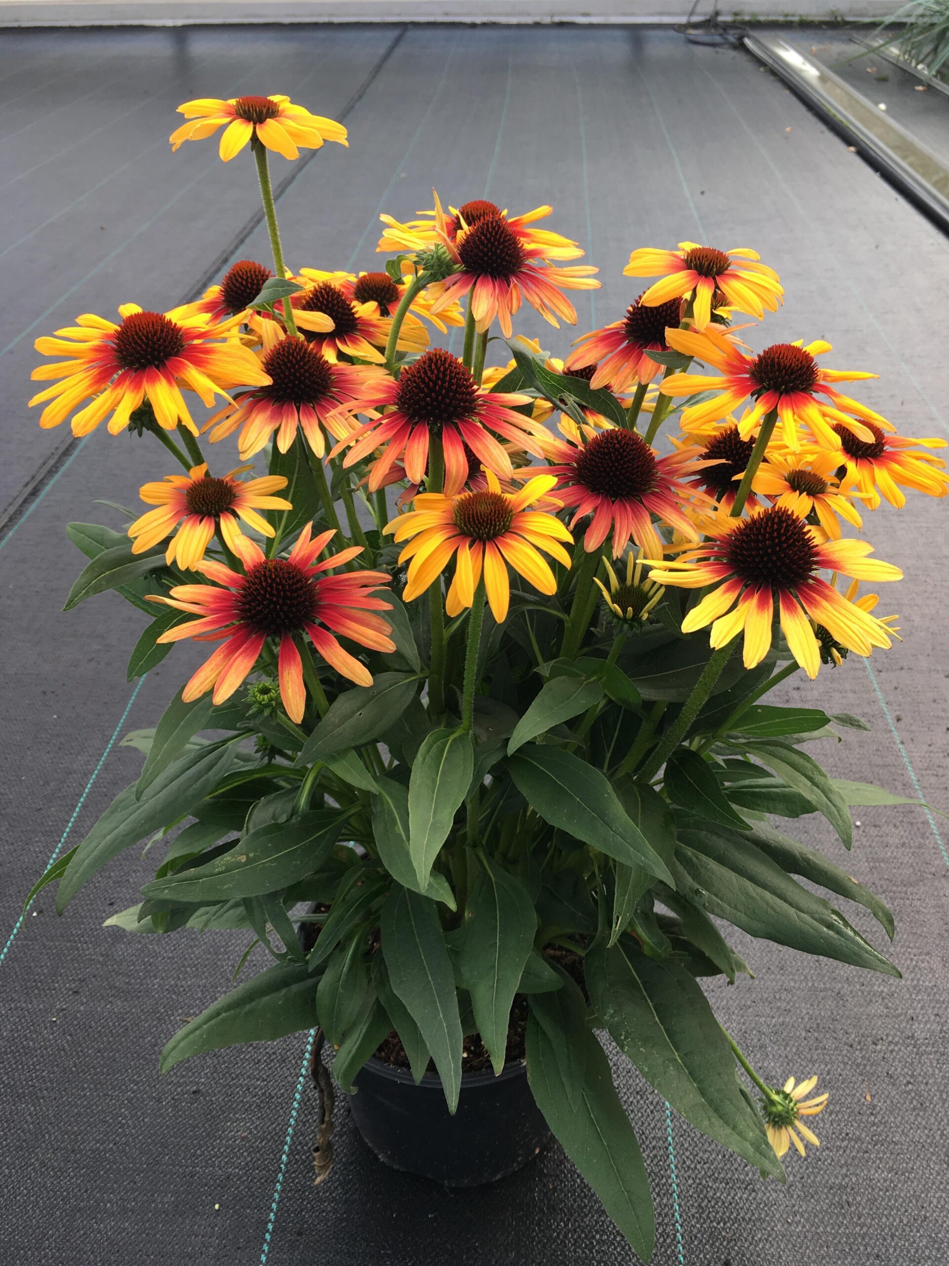ECHINACEA SunSeekers™ 'Tequila Sunrise' PP34433