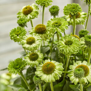 ECHINACEA SunSeekers™ Apple Green
