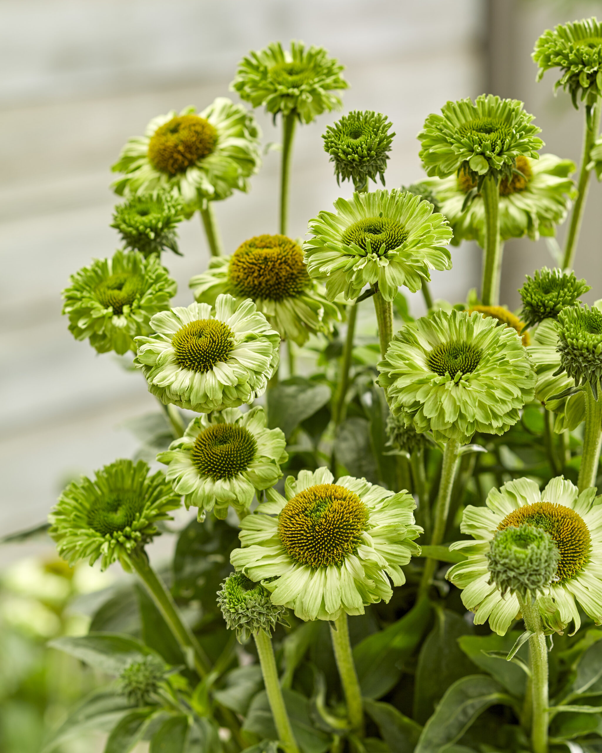 ECHINACEA SunSeekers™ Apple Green