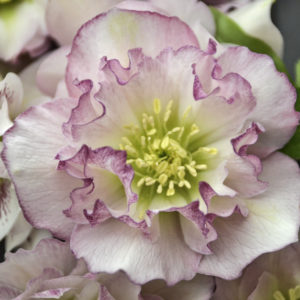 HELLEBORUS WEDDING PARTY&reg; SERIES 'Flower Girl'