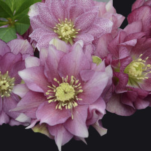 HELLEBORUS WEDDING PARTY&reg; SERIES 'Maid of Honor'
