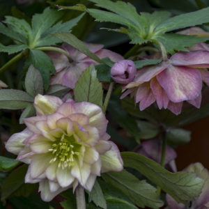 HELLEBORUS WEDDING PARTY&reg; SERIES 'Mother of the Bride'
