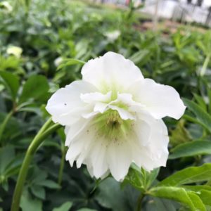 HELLEBORUS WEDDING PARTY&reg; SERIES 'Wedding Bells'