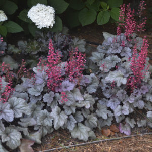 HEUCHERA DOLCE&reg; ‘Silver Gumdrop' PP29207