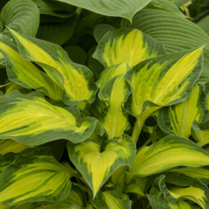 HOSTA 'Happy Dayz'