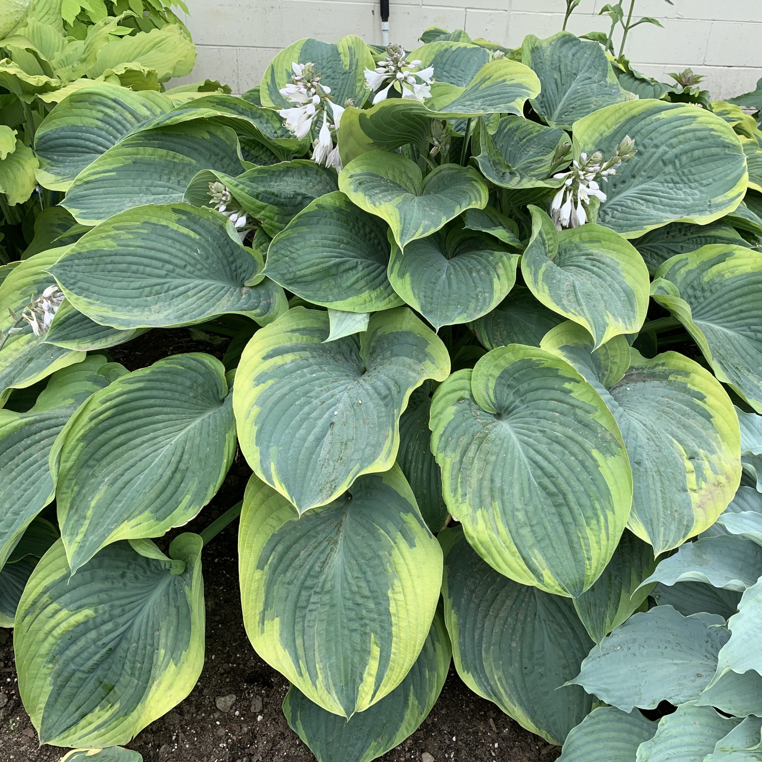 HOSTA 'Terms of Endearment' PP34806