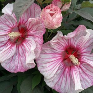 HIBISCUS moscheutos SUMMERIFIC&reg; ‘Cherry Choco Latte' PP30738