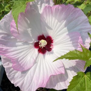HIBISCUS moscheutos SUMMERIFIC&reg; ‘Ballet Slippers' PP29896