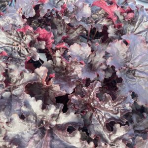 HEUCHERA ‘Evening Gown' PP34288