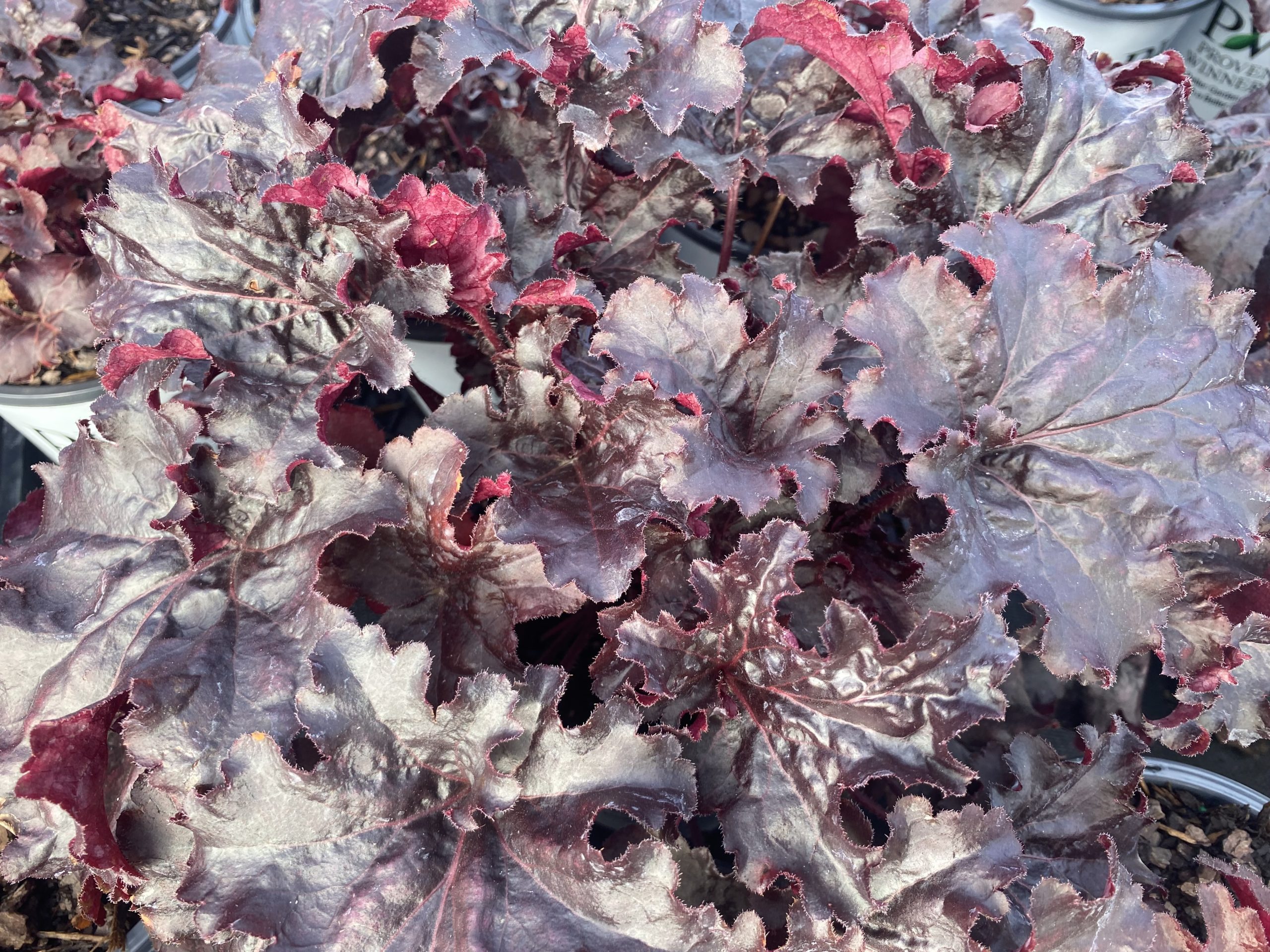 HEUCHERA ‘Evening Gown' PP34288