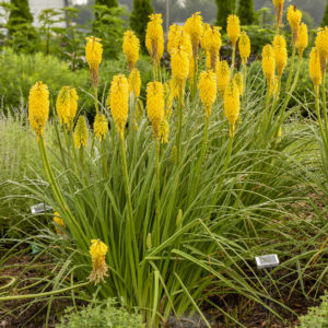 KNIPHOFIA PYROMANIA™ Collection 'Solar Flare' PP32073