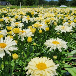 LEUCANTHEMUM superbum 'Banana Cream II' PP33851