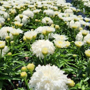 LEUCANTHEMUM superbum 'Marshmallow' PP33878