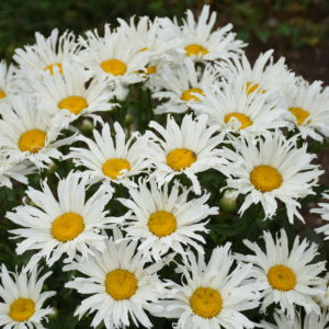 LEUCANTHEMUM superbum 'Spun Silk' PP34197