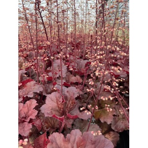 HEUCHERA PRIMO&reg; ‘Mahogany Monster' PP31395
