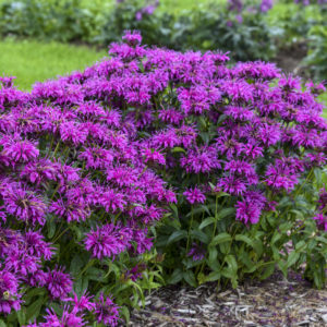 MONARDA 'Electric Neon Purple' PPAF