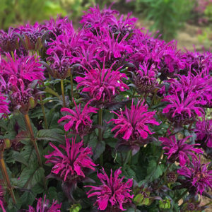 MONARDA Sugar Buzz&reg; 'Rockin' Raspberry' PP28752