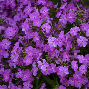 PHLOX x 'Opening Act Romance' PP34101