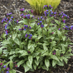 PULMONARIA 'Spot On' PP33063
