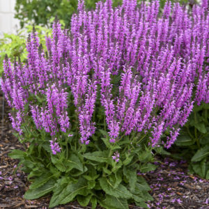 SALVIA COLOR SPIRES&reg; 'Back to the Fuchsia' PP32920