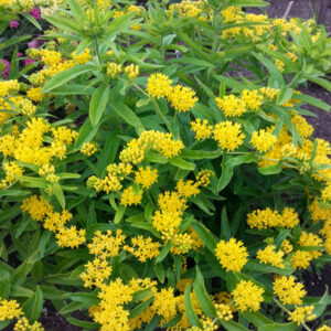 ASCLEPIAS tuberosa 'Hello Yellow'