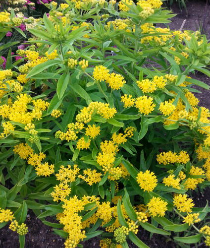 ASCLEPIAS tuberosa 'Hello Yellow'