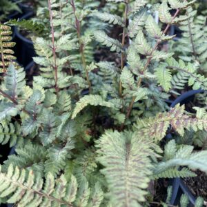 Athyrium niponicum pictum 'Regal Red'&trade;