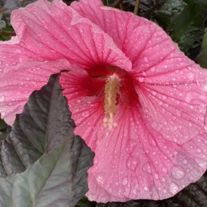 HIBISCUS moscheutos SUMMERIFIC&reg; ‘Edge of Night' PP34359