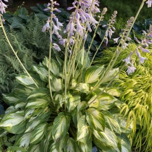 HOSTA SHADOWLAND® 'Miss America' PP32068