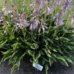 HOSTA 'Praying Hands'