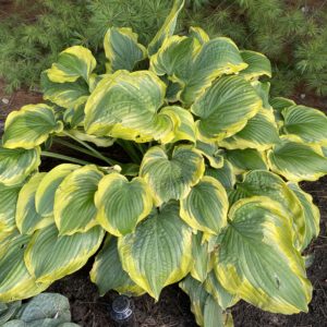 HOSTA SHADOWLAND® 'Seducer' PP22413