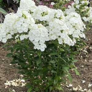 PHLOX paniculata LUMINARY™ Collection 'Backlight' PP34506