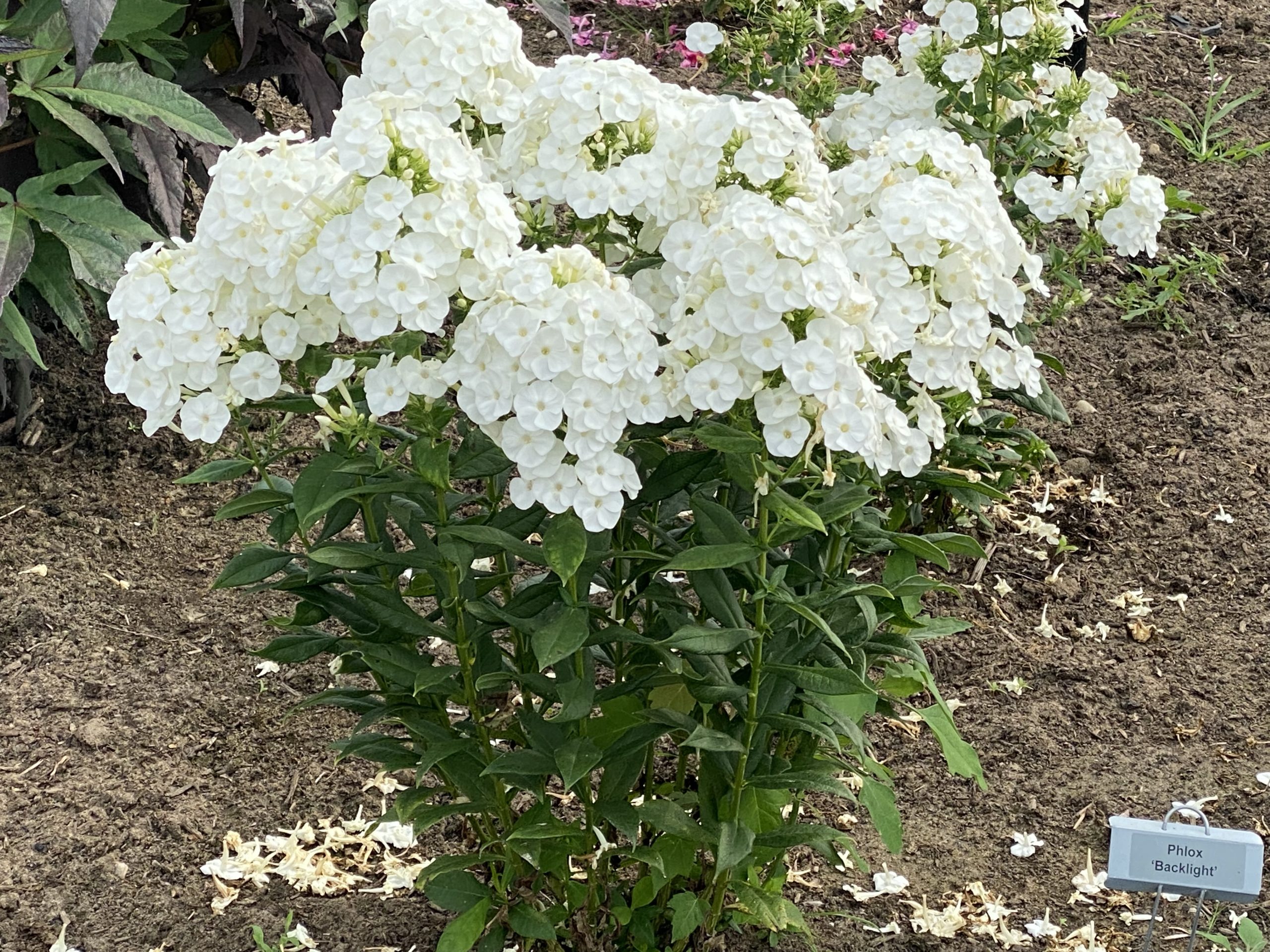 PHLOX paniculata LUMINARY™ Collection 'Backlight' PP34506